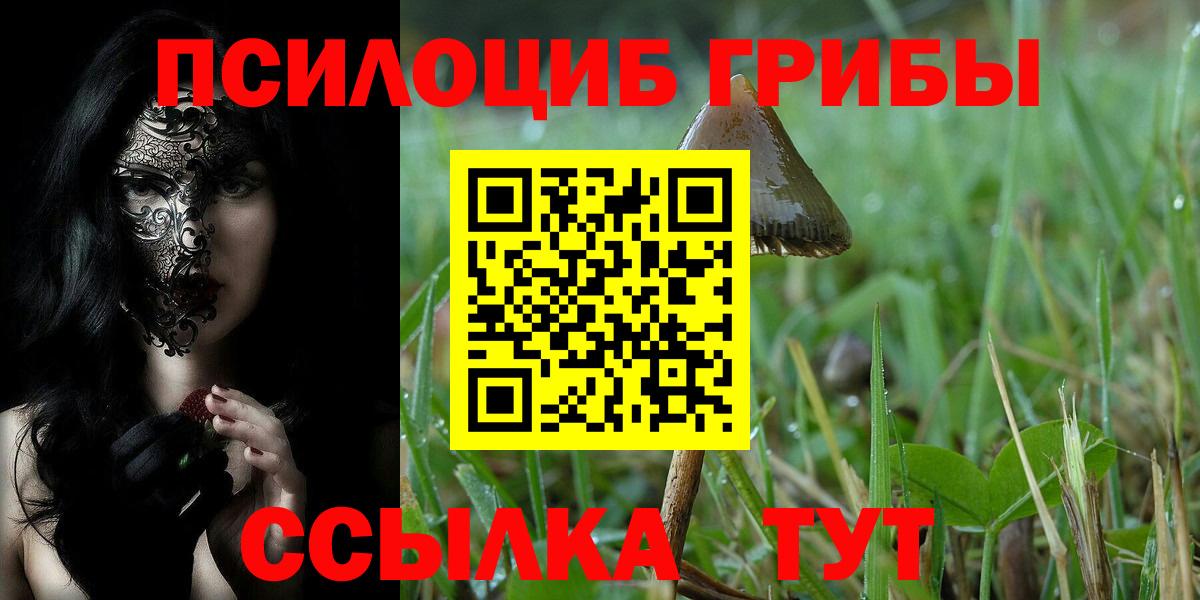 Гатчина  Псилоцибиновые грибы Psilocybine cubensis  Вход с VPN 